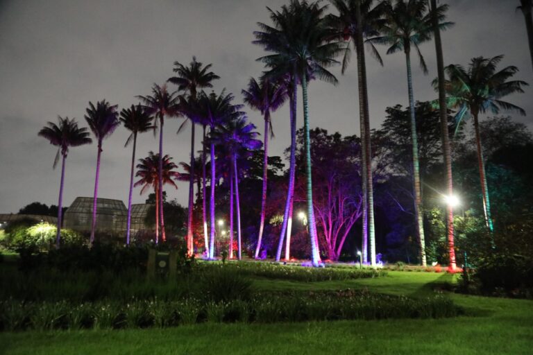 Cerca de 20 actividades al abrigo de las aves: no te pierdas la jornada cultural Jardín de Noche