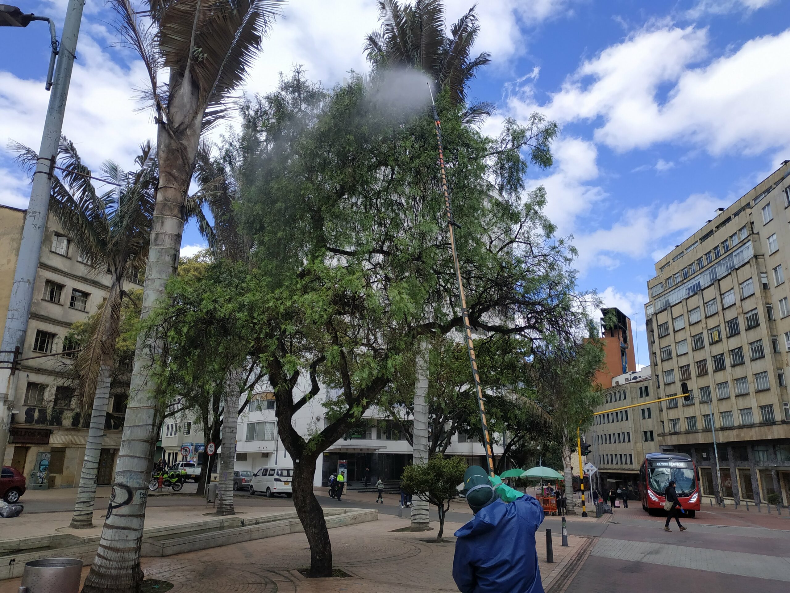 El cambio extremo de los falsos pimientos del Eje Ambiental