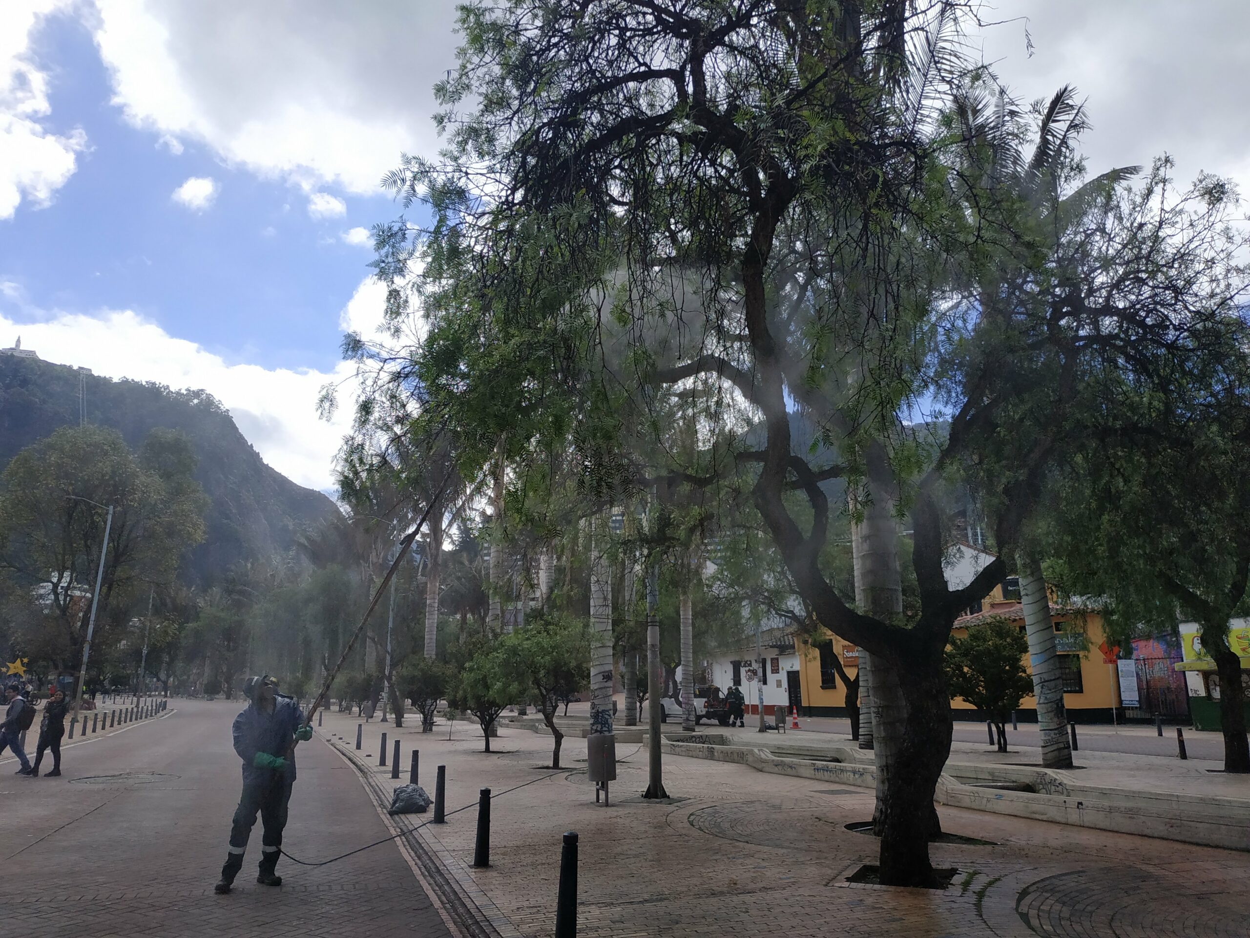 El cambio extremo de los falsos pimientos del Eje Ambiental