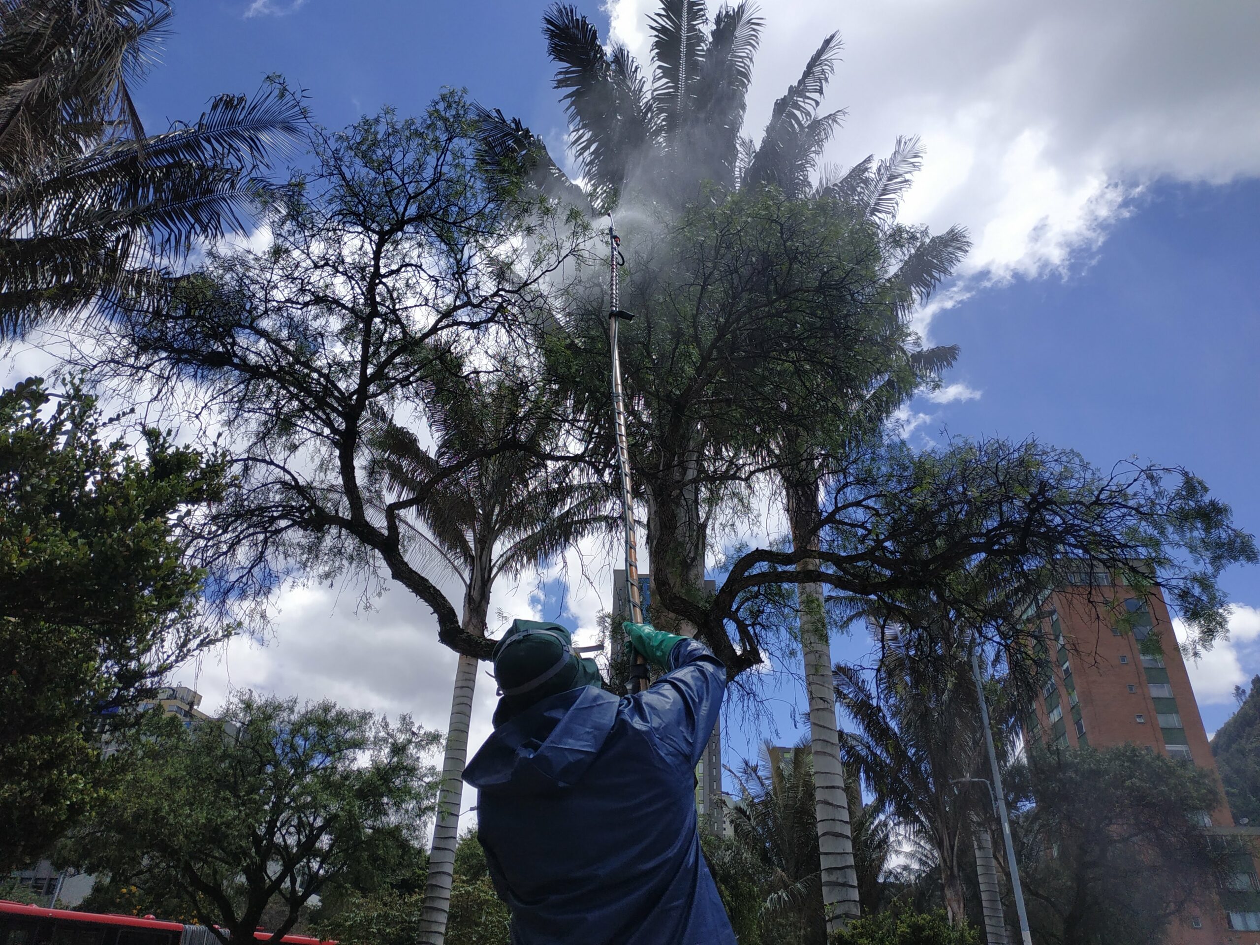 El cambio extremo de los falsos pimientos del Eje Ambiental