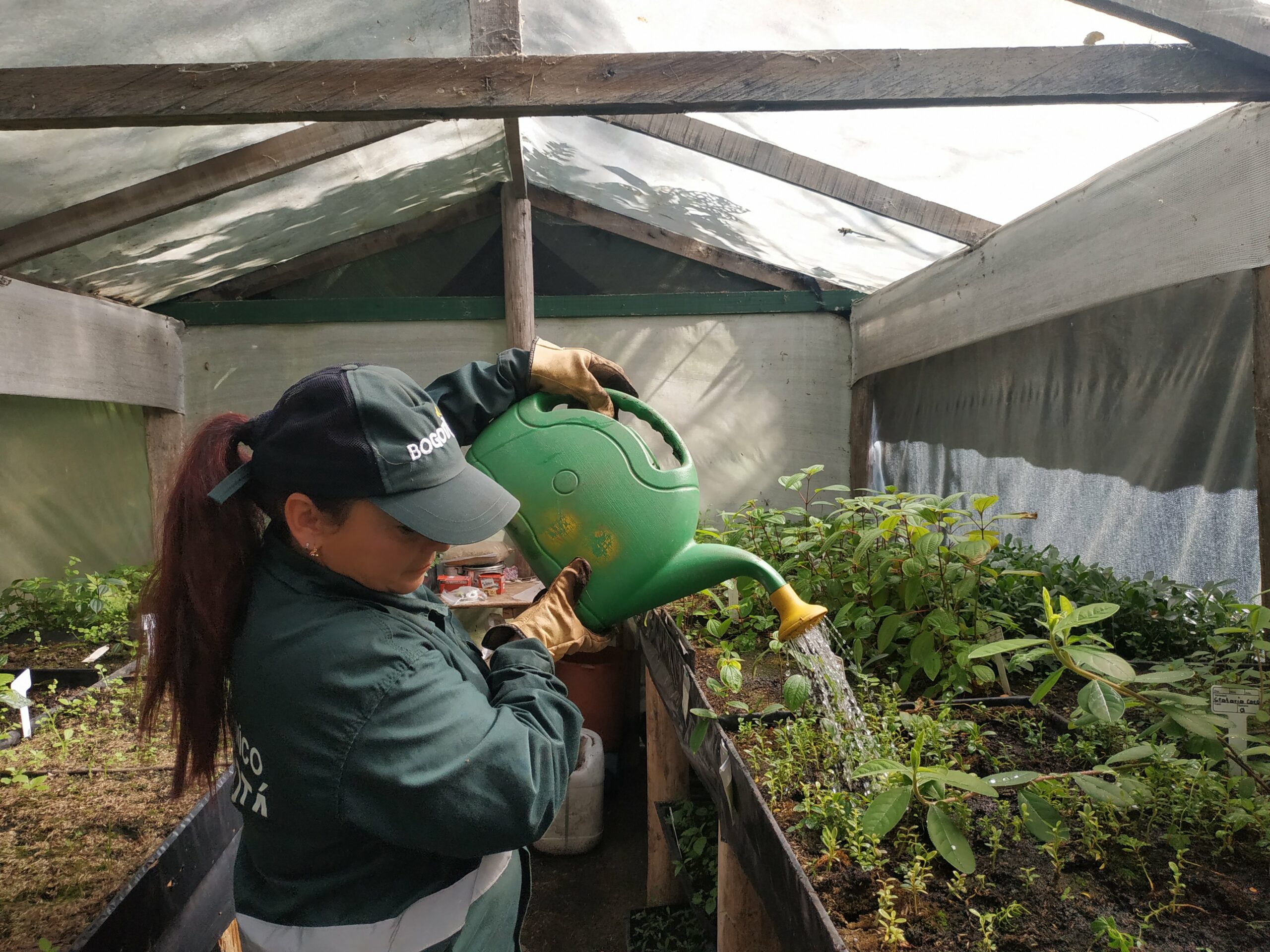 Las niñeras de las plantas nativas del vivero Las Mercedes