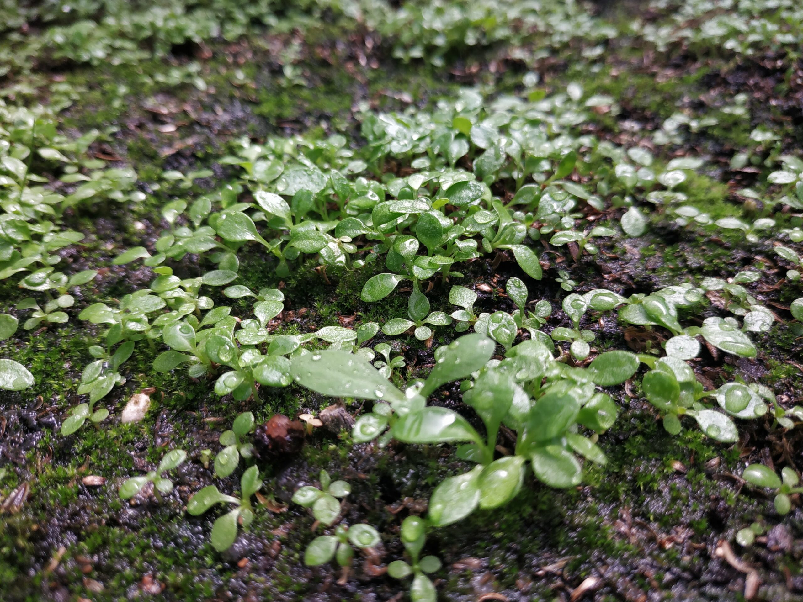 Las niñeras de las plantas nativas del vivero Las Mercedes