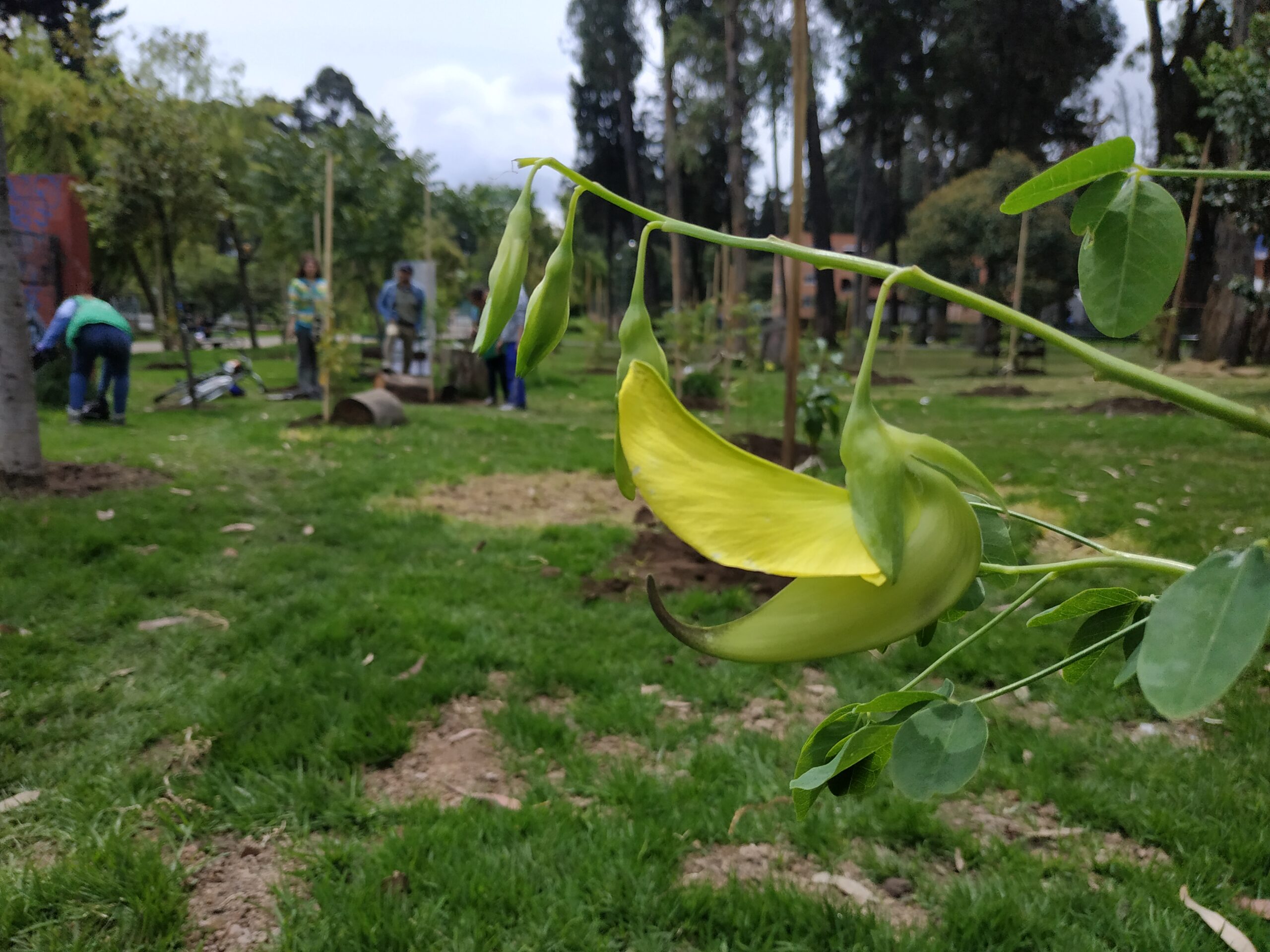 ¡Reverdece el pulmón del sur de Bogotá!