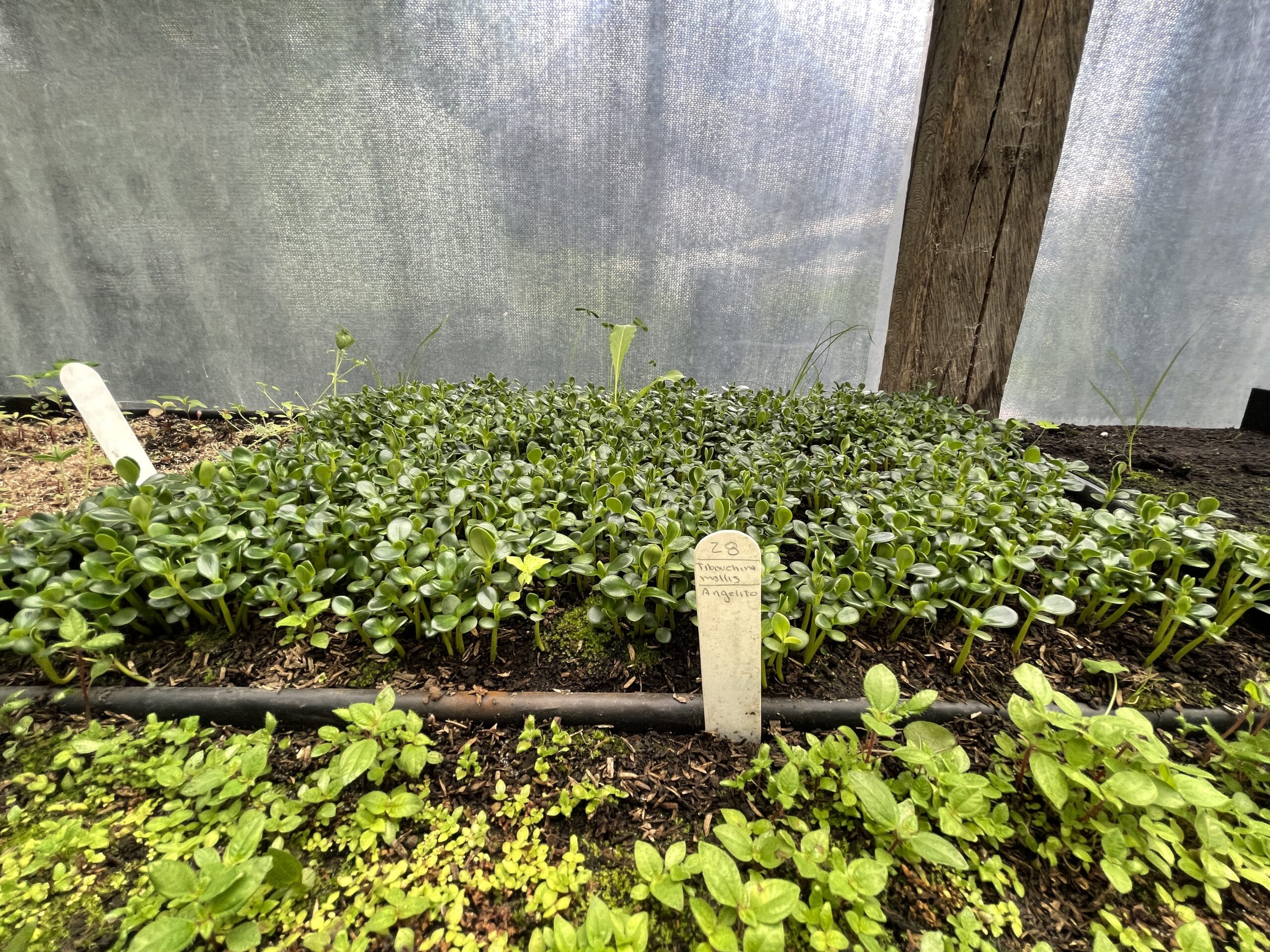 Las niñeras de las plantas nativas del vivero Las Mercedes
