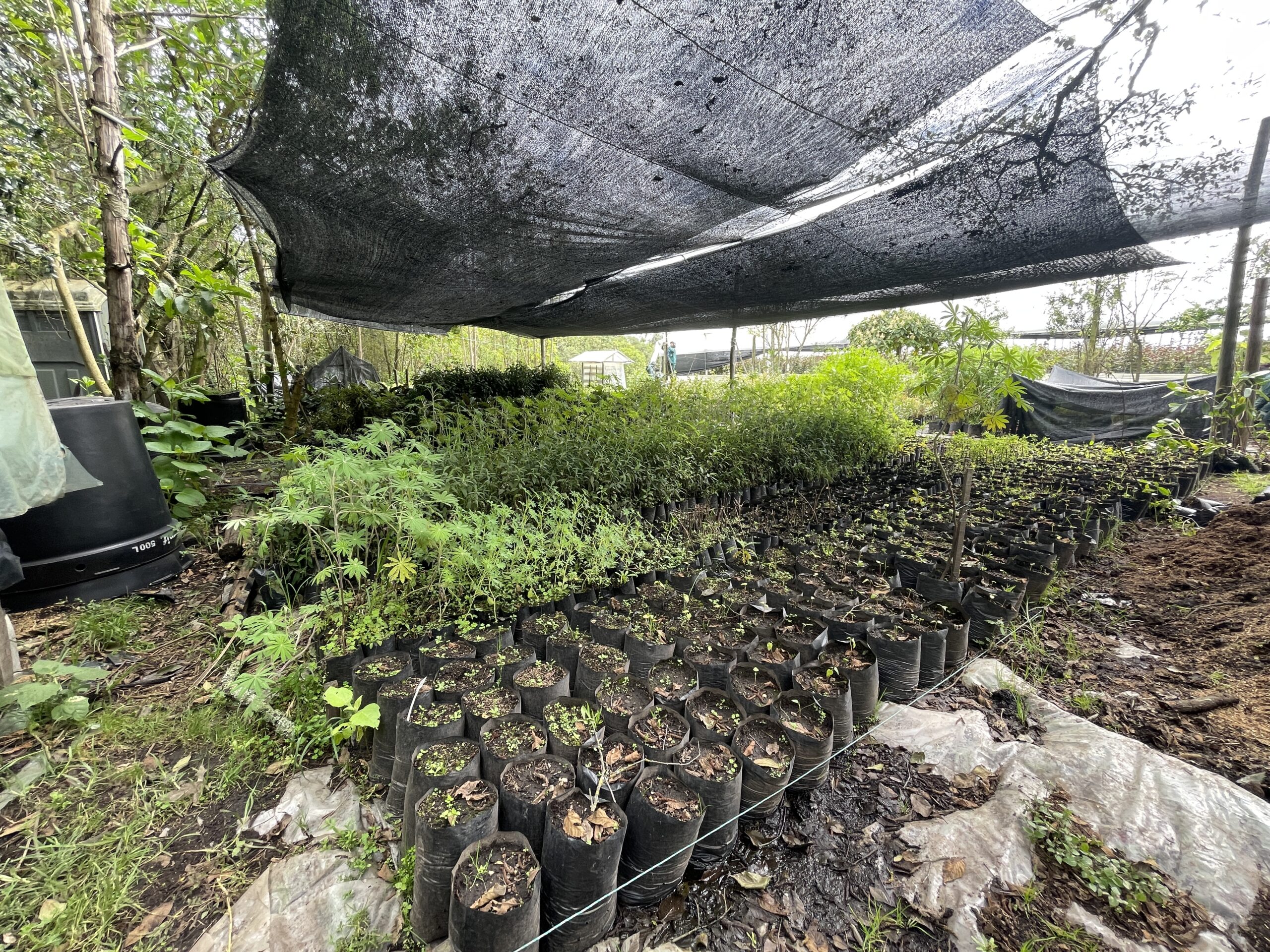 Las niñeras de las plantas nativas del vivero Las Mercedes