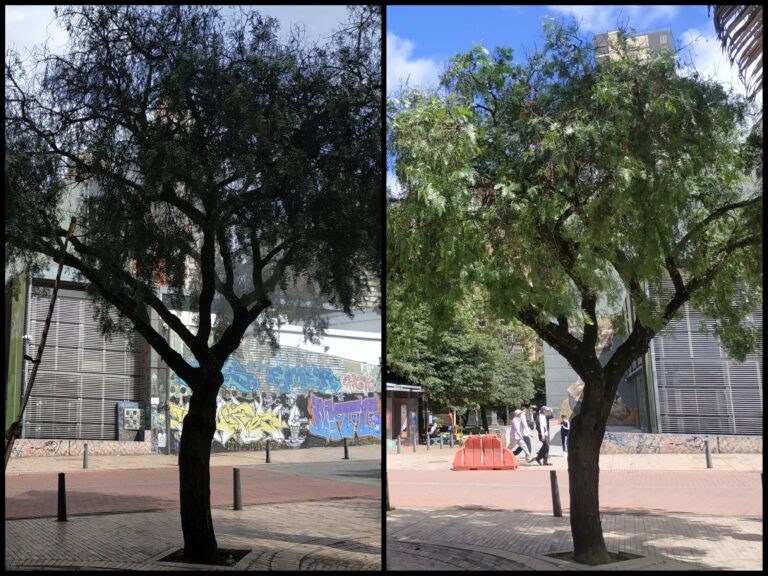 El cambio extremo de los falsos pimientos del Eje Ambiental