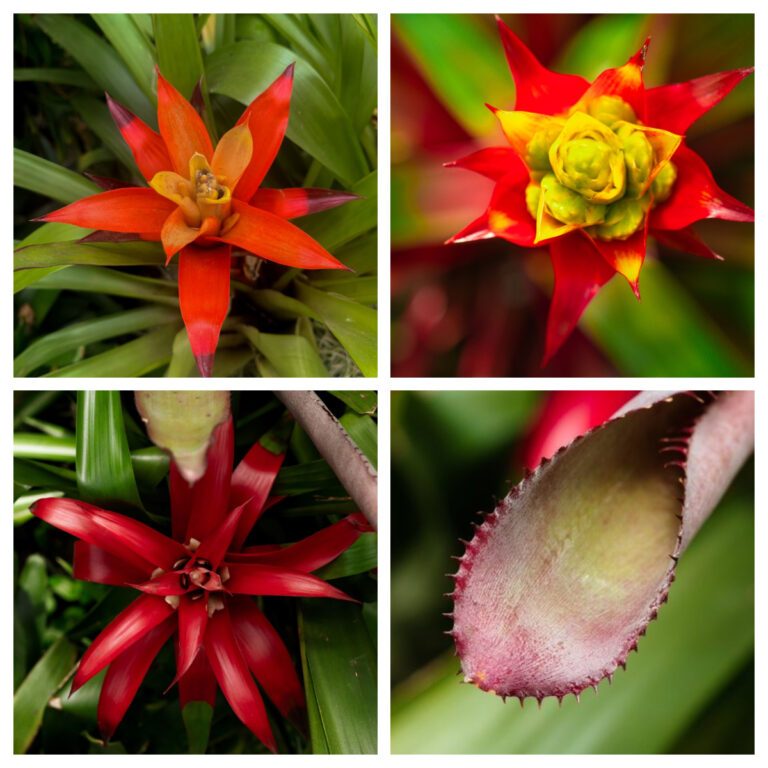 bromelias 3
