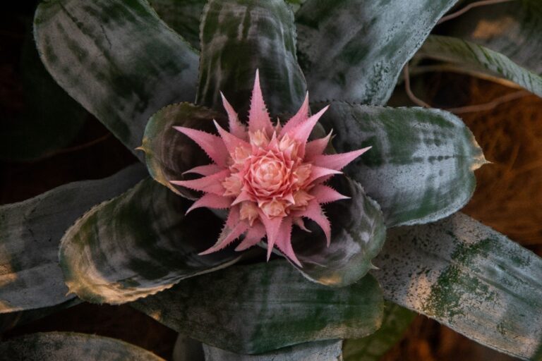 Bromelias