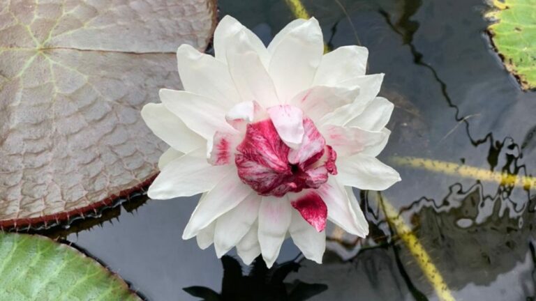 Floreció Victoria amazónica en los invernaderos del Jardín Botánico de Bogotá