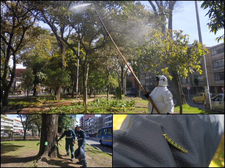 ¡Medicina para los sangregados y urapanes del Park Way!