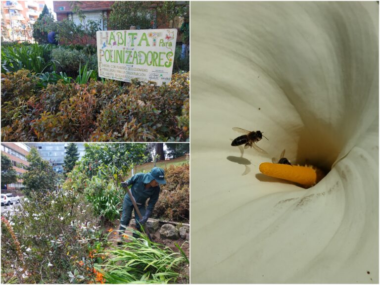 Tres jardines biodiversos del parque El Virrey florecieron con nuevas plantas
