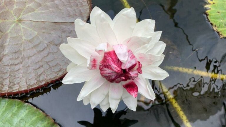 Victoria amazónica florece en el Tropicario del Jardín Botánico