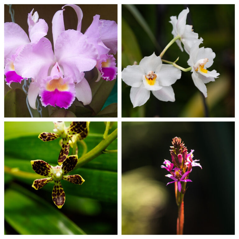 orquideas 2023