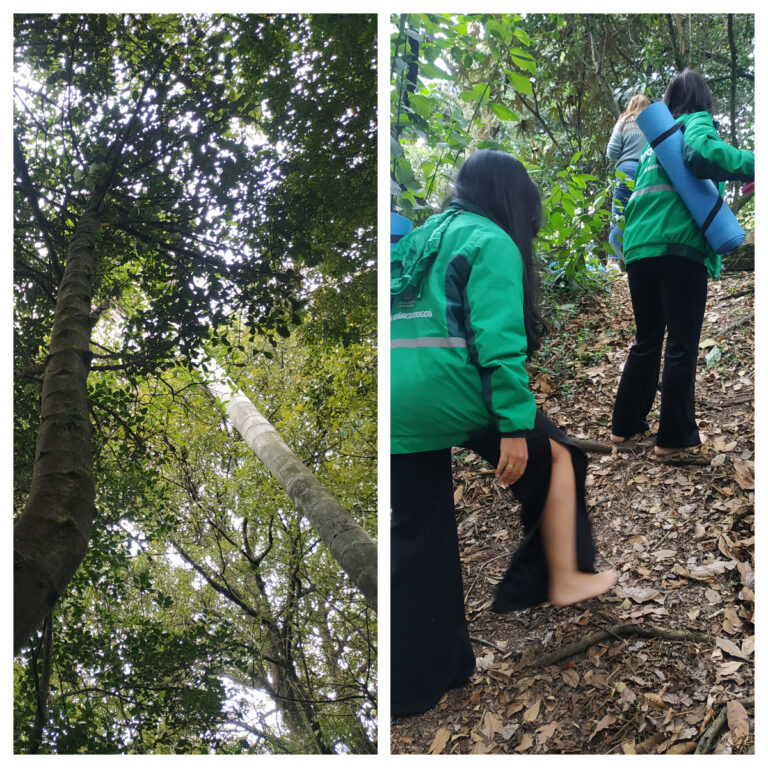 terapia de bosque