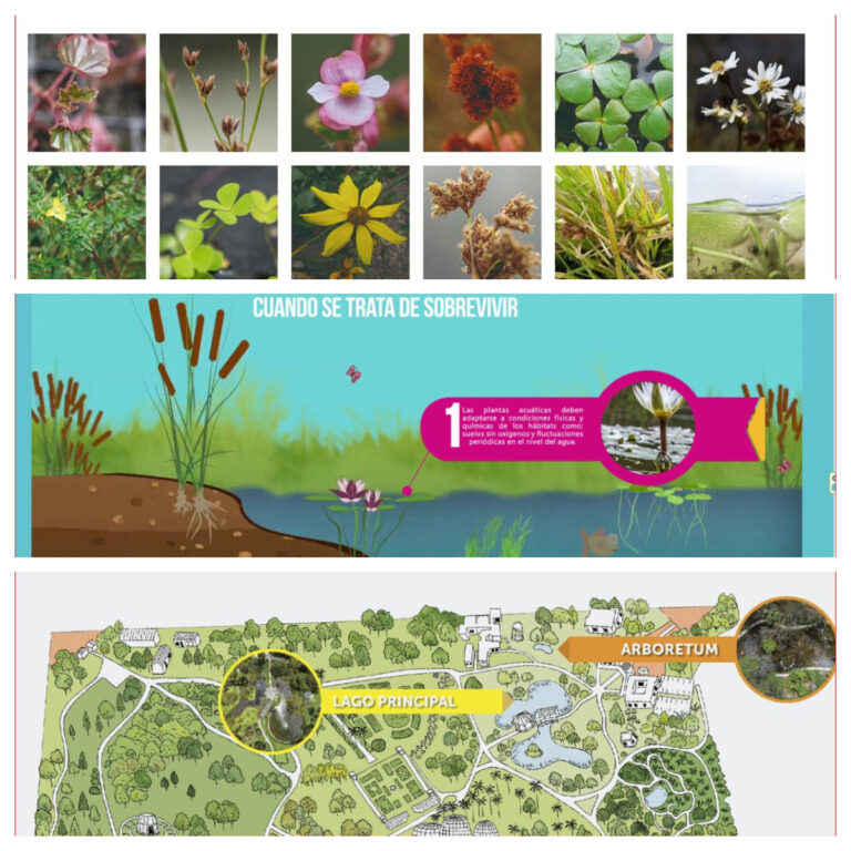 Conoce, aprende y disfruta con la versión 2.0 de la animación sobre plantas acuáticas del Jardín Botánico de Bogotá