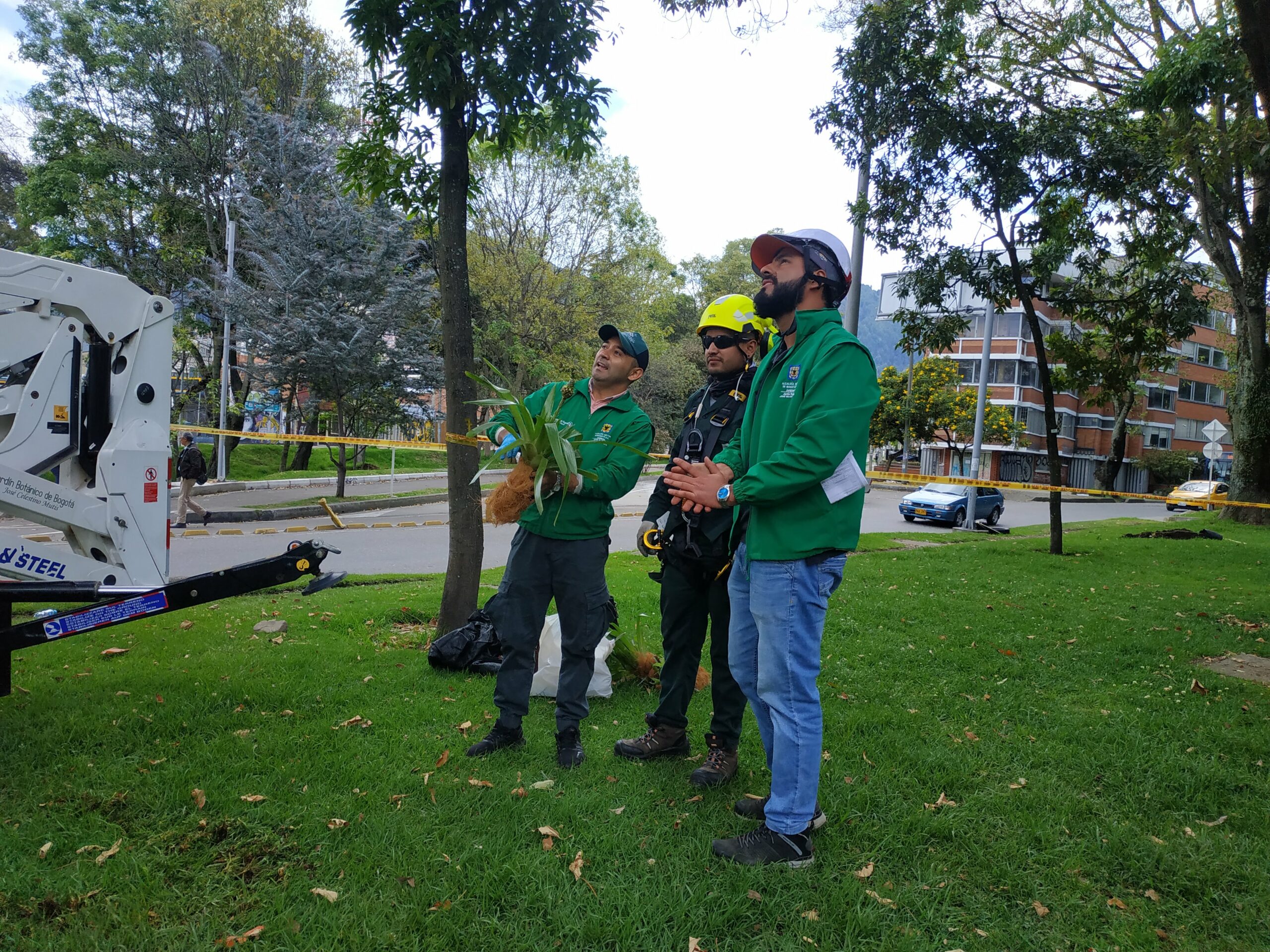 Las bromelias del Park Way: un proyecto de investigación pionero en Bogotá