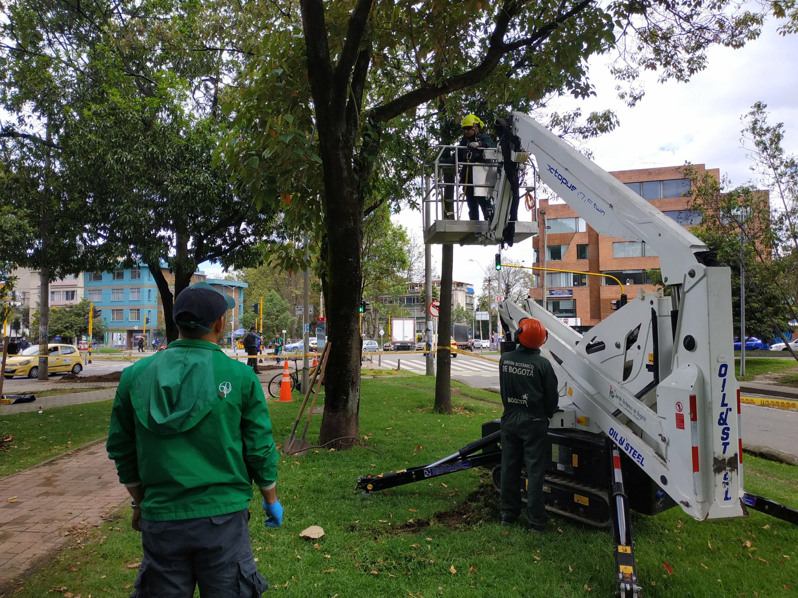 Las bromelias del Park Way: un proyecto de investigación pionero en Bogotá