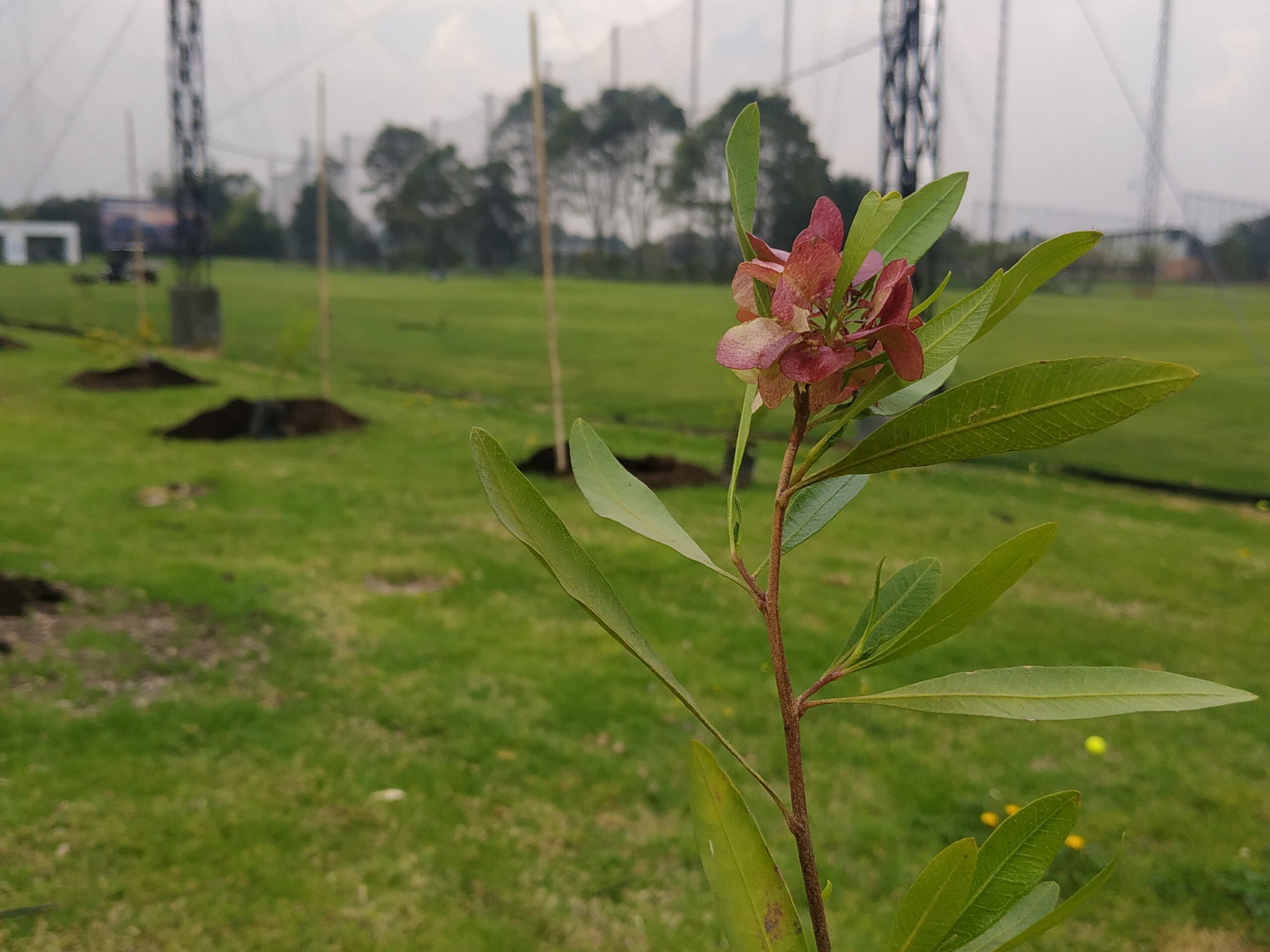 Un campo de golf rodeado por árboles y arbustos