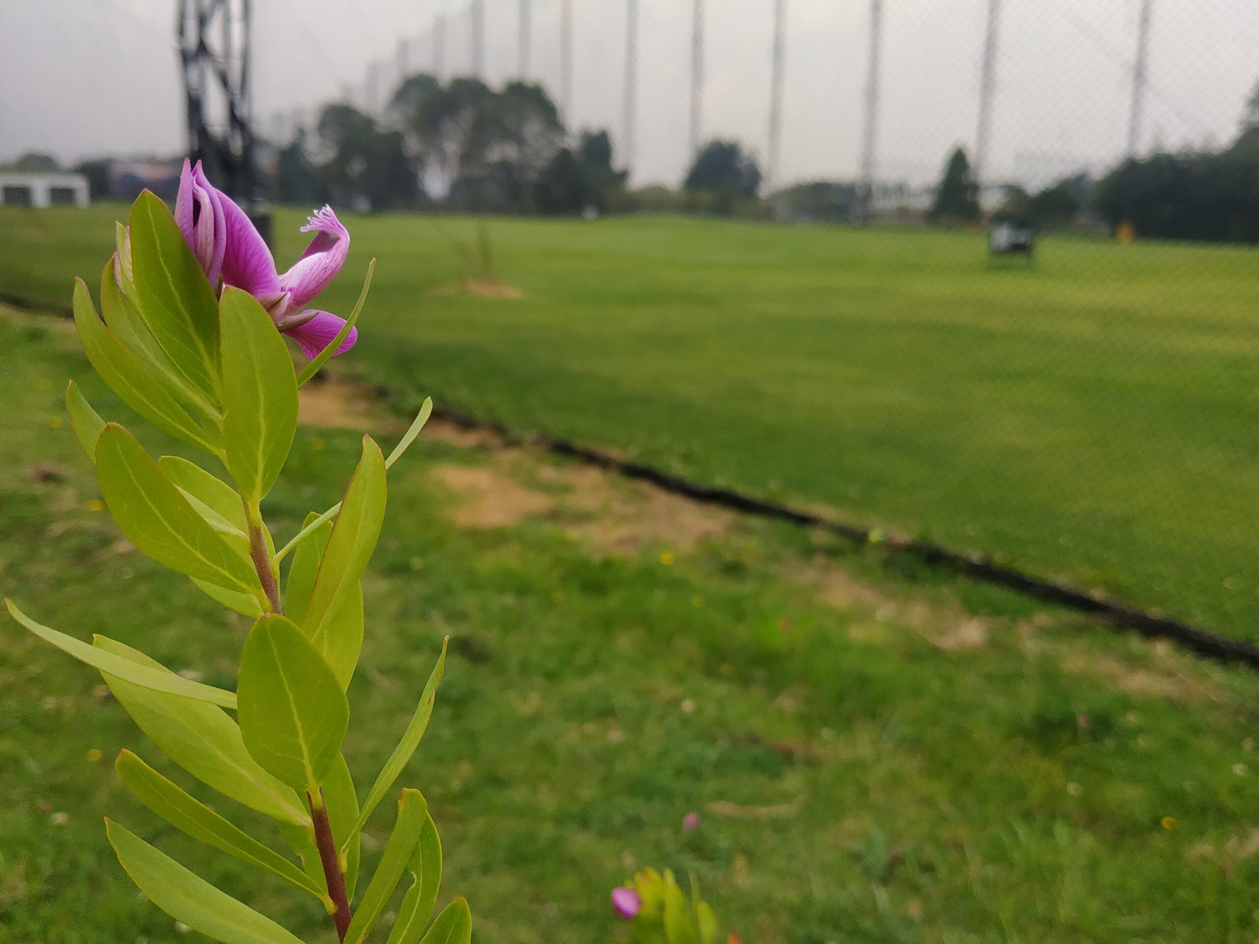 Un campo de golf rodeado por árboles y arbustos