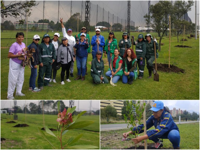 Hace poco, el JBB le comunicó otra buena noticia ambiental para el sector. Los alrededores del Centro de Alto Rendimiento (CAR) de la Federación Colombiana de Golf, ubicado a espaldas de la Plaza de los Artesanos, reverdecería con nuevos árboles y arbustos. “Me puse muy contenta porque este campo de golf es vecino del bosque urbano Brazo Salitre, es decir que las nuevas coberturas vegetales también ayudarán a consolidar el corredor ecológico”. El pasado 26 de octubre, en horas de la mañana, Edilma y otros líderes ambientales y sociales de Barrios Unidos y varios funcionarios de la Policía Metropolitana, llegaron al CAR (carrera 60 con calle 64) para participar en la jornada de plantación. Laura García, ingeniera del grupo de coberturas vegetales del JBB en las localidades de Barrios Unidos y Fontibón, les informó que el objetivo era plantar 103 nuevos árboles y arbustos alrededor del campo de golf, además de realizar 24 replantes. “Seleccionamos siete especies, la mayoría arbustivas y que brindarán diferentes servicios ecosistémicos como atraer a los polinizadores. Estas nuevas coberturas vegetales se conectarán con los árboles y arbustos del bosque urbano Salitre”. Los futuros plantadores escucharon atentos las indicaciones técnicas de la ingeniera del JBB, como retirar con cuidado la bolsa plástica que contiene el pan de tierra de los individuos arbóreos, agregar un hidroretenedor en el hueco de un metro cúbico y aporcar la tierra. “Para abrir los huecos, nuestros operarios debieron retirar una cantidad considerable de escombros y luego los rellenaron con tierra abonada. Este proceso es bastante dispendioso y por eso se demoró toda una semana”, apuntó García. A diferencia de los demás participantes, el rostro de Edilma no daba señales de sorpresa. “Ya perdí la cuenta de la cantidad de árboles que he plantado con el JBB. Es una de las actividades que más me gusta porque estoy sembrando vida”. Los nuevos árboles y arbustos de los alrededores del campo de nueve hoyos de la Federación Colombiana de Golf, un sitio visitado diariamente por un centenar de golfistas, no se verán afectados por la actividad deportiva. “El campo de golf cuenta con mallas bastante altas que evitan la salida de las bolas. Para que los individuos arbóreos se desarrollen adecuadamente, necesitamos del cuidado de la ciudadanía, ya que la zona hace parte del espacio público”, dijo la ingeniera. Edilma agregó 10 nuevos árboles y arbustos a su lista de individuos plantados y quedó muy contenta con el reverdecer de la zona. “Estos tesoros naturales vecinos al bosque urbano Brazo Salitre nos van a proveer de un oxígeno limpio y mejorarán nuestra calidad de vida”. La líder ambiental y social de Barrios Unidos asegura que estas coberturas vegetales van a aumentar la biodiversidad del sector. “Los árboles albergan muchas aves, insectos y hasta plantas epífitas, un conjunto de biodiversidad que seguiremos defendiendo”. El bosque urbano Brazo Salitre y los nuevos árboles y arbustos alrededor del campo de golf están ubicados en una zona estratégica. “Estas coberturas aumentarán el corredor ecosistémico que va desde los Cerros Orientales hasta el río Bogotá y ahora hacen parte de la Estructura Ecológica Principal de la ciudad”. Al finalizar la plantación, la defensora del bosque y el humedal Salitre le hizo un llamado a la ciudadanía. “Les pido a las personas que transitan por este sector que nos ayuden a conservar y cuidar los nuevos árboles. Proteger la naturaleza es un trabajo de todos”.
