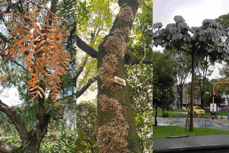 Los árboles de Bogotá más afectados por plagas y enfermedades