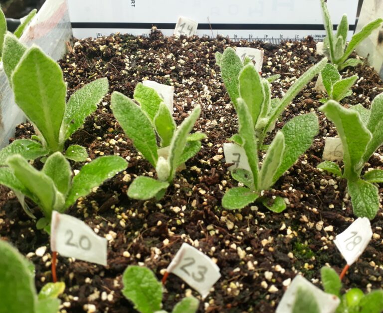 Propagación tradicional e In vitro