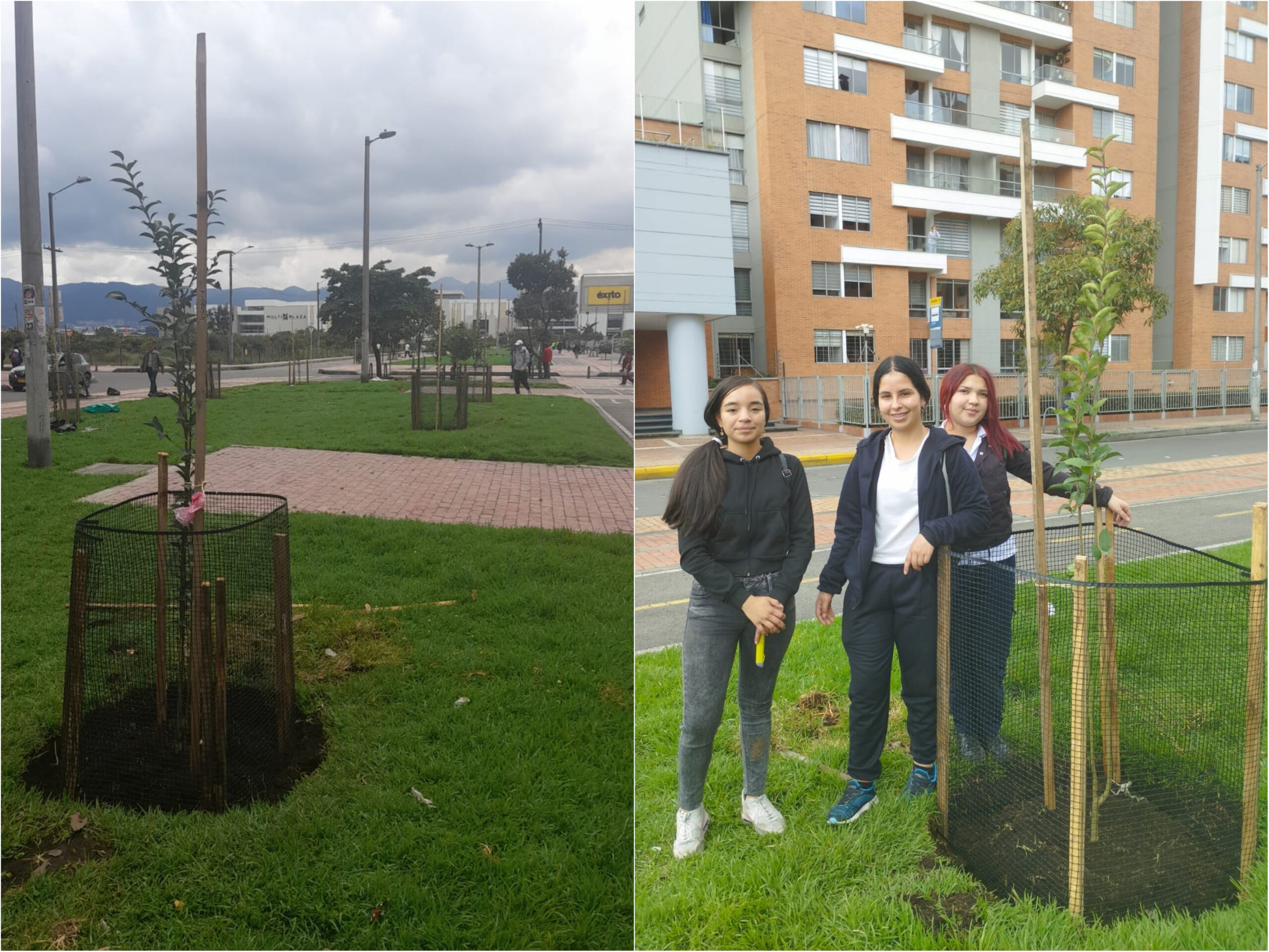 Salvavidas para los árboles y arbustos de La Felicidad