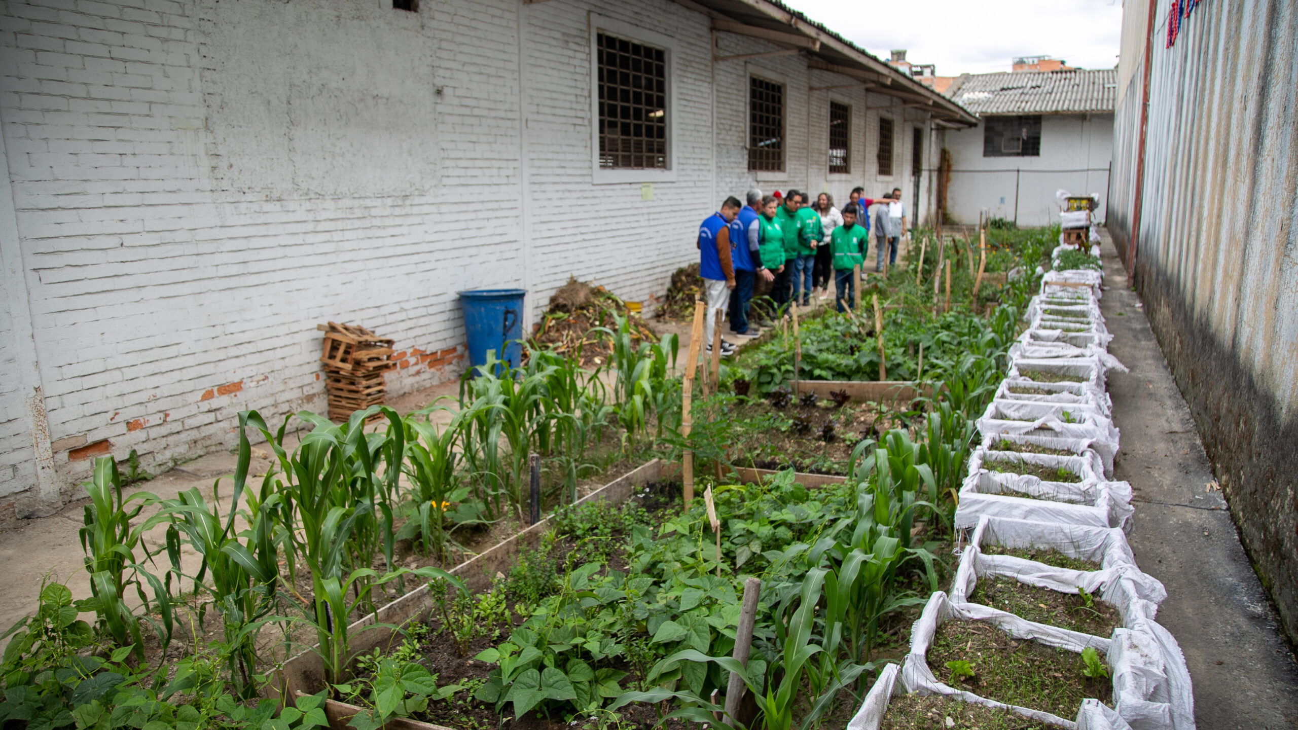 El Renacer: la huerta de 28 reclusos de la cárcel La Picota