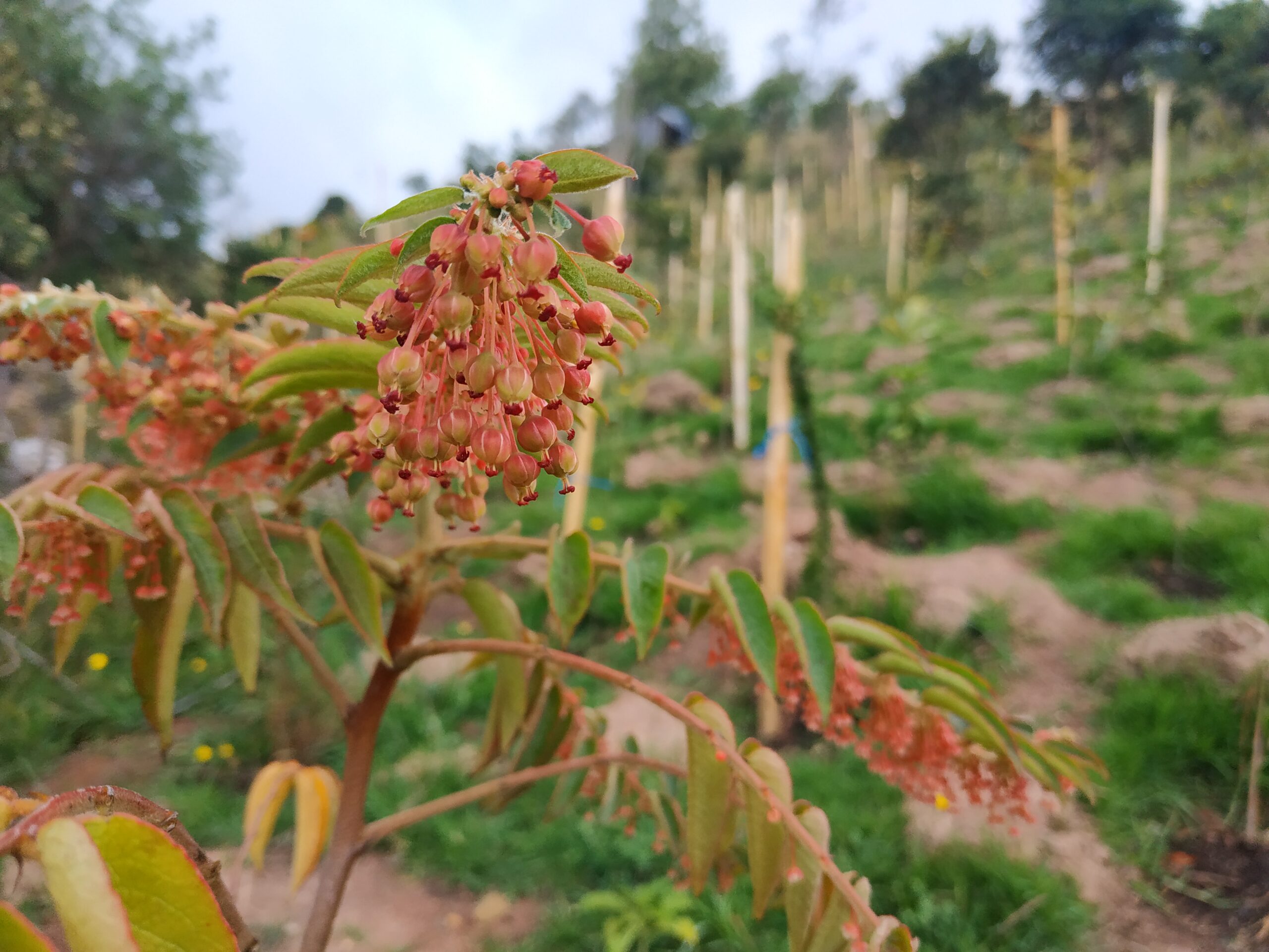 Chisacá: un embalse que reverdece con especies nativas