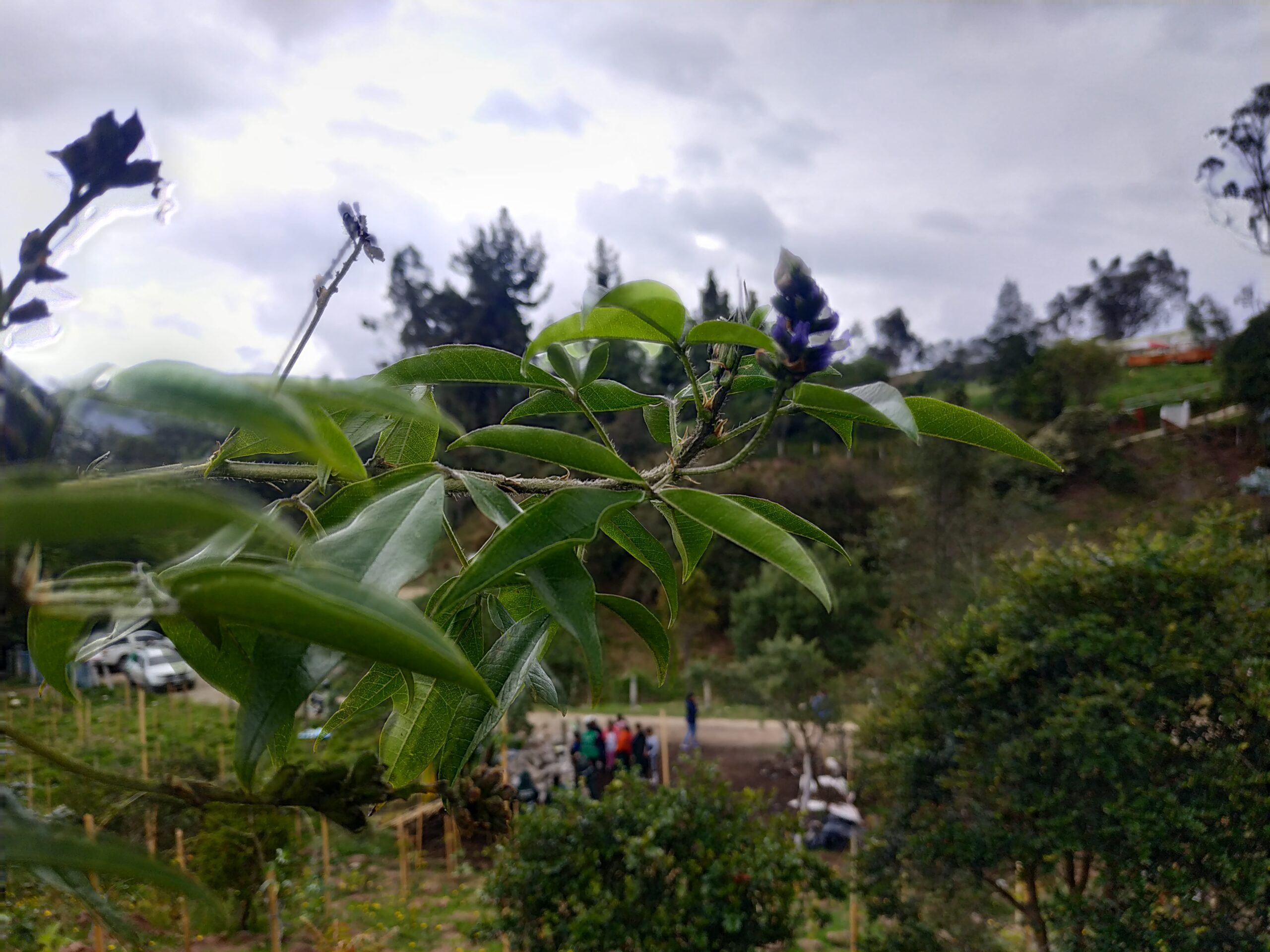 Chisacá: un embalse que reverdece con especies nativas
