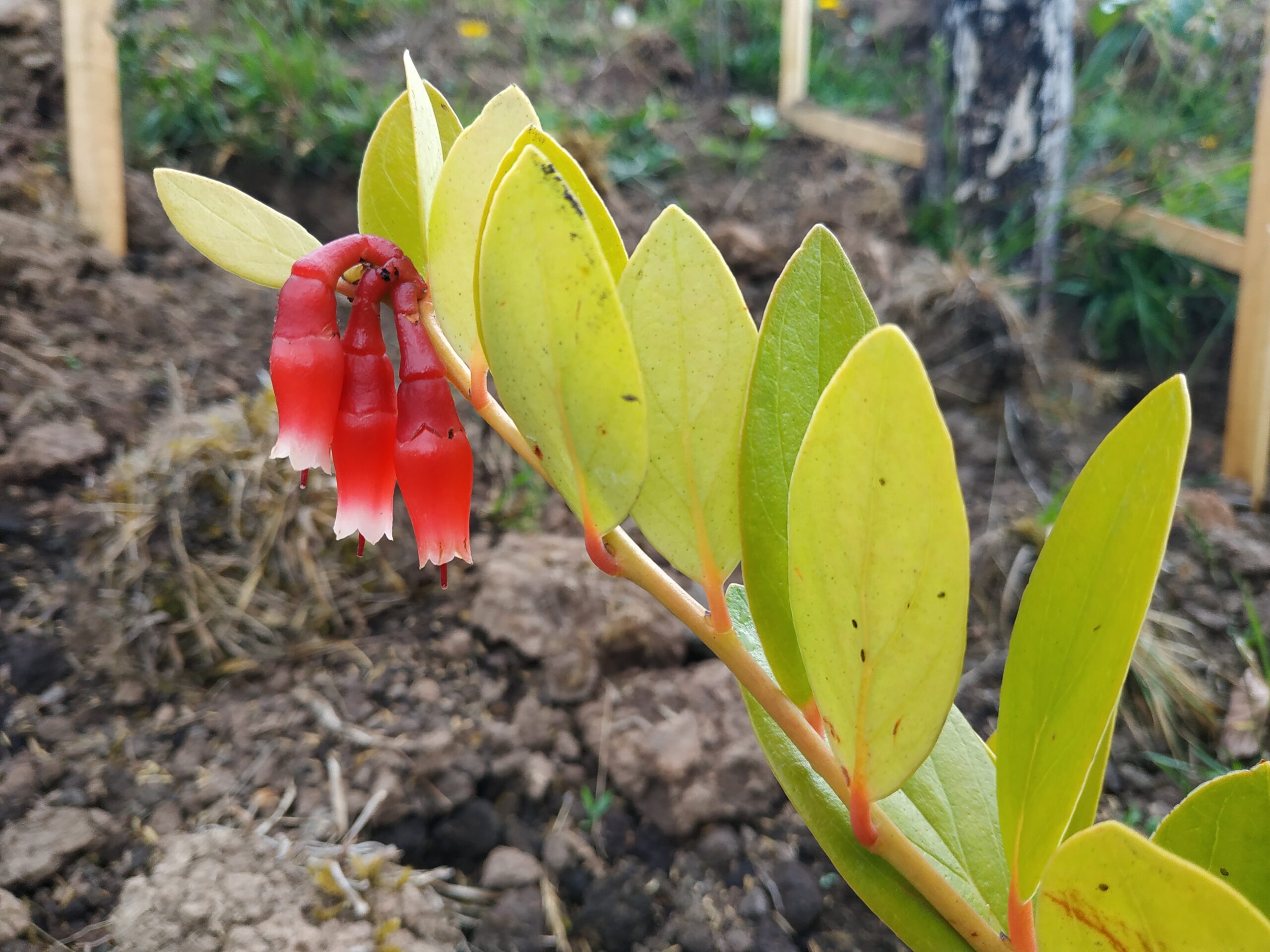 Chisacá: un embalse que reverdece con especies nativas