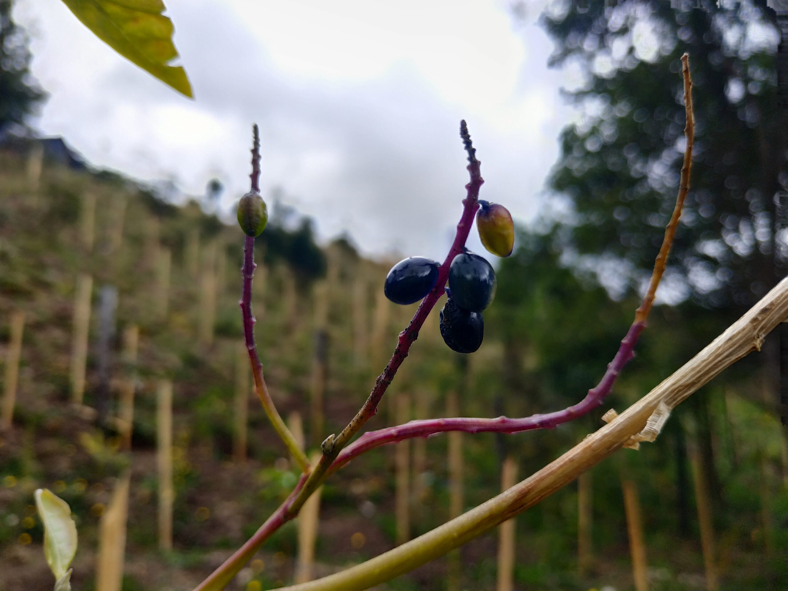 Chisacá: un embalse que reverdece con especies nativas