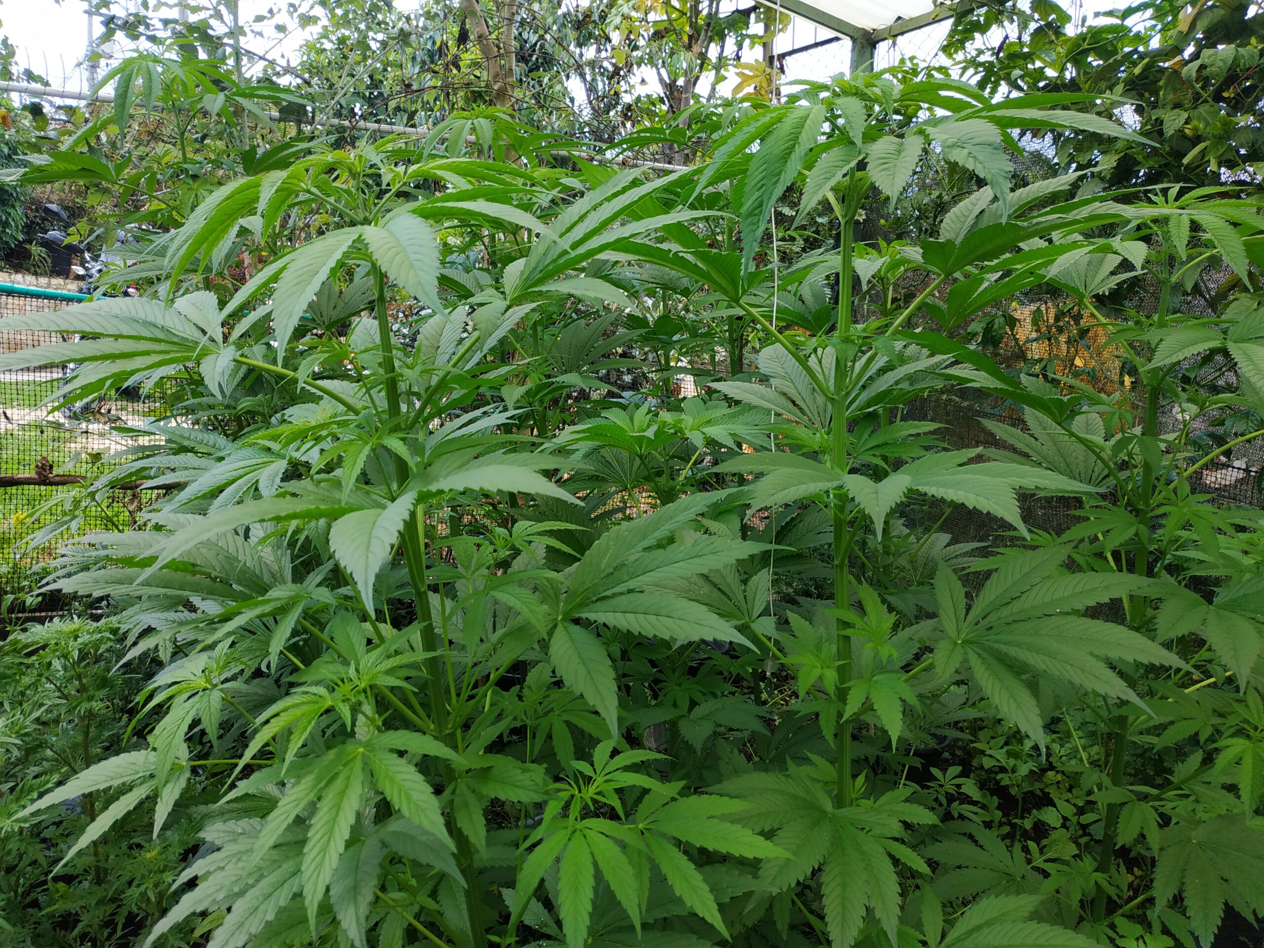 Chapinero: una ruta agroecológica diversa e innovadora