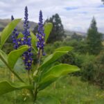 El reverdecer del único parque arqueológico de Bogotá