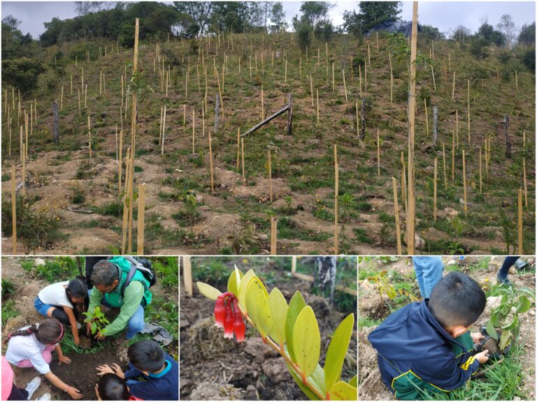Chisacá: un embalse que reverdece con especies nativas