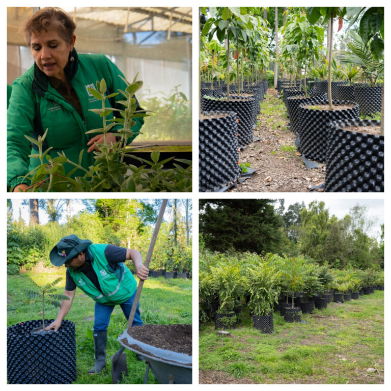 IDU y Jardín Botánico alistan arbolado del Corredor Verde ● 16 especies nativas engalanarán el emblemático Corredor Verde de la carrera Séptima. ● Tras un convenio interinstitucional entre el Instituto de Desarrollo Urbano, IDU, y el Jardín Botánico de Bogotá José Celestino Mutis, desde hace un año se inició con la producción de los primeros 1.304 árboles que ya tienen en promedio dos metros de altura. En total serán siete mil. ● La comunidad fue determinante en los procesos de socialización y concertación para definir el tipo de especies vegetales adecuadas. Bogotá, 13 de diciembre de 2023.- En el Vivero La Florida del Jardín Botánico de Bogotá, considerado uno de los más diversos del país, crecen los árboles que serán plantados en el Corredor Verde de la Séptima. Se trata de 16 especies, entre las que se encuentran Nogal, declarado como árbol patrimonial, Cedro, Pino colombiano, Guayacán de Manizales, Yarumo, Manzano, Palma, entre otros que embellecerán este emblemático proyecto. Equipos técnicos de las diferentes entidades del Distrito y la comunidad participaron de ejercicios de concertación durante la estructuración del proyecto para definir el tipo de especies vegetales adecuadas y pensar una planeación urbana verde para este corred vial. “Este es un proyecto integral que tuvo en cuenta el manual de coberturas vegetales de la ciudad. Por esta razón se realizó este convenio con el Jardín Botánico que, desde hace un año, aproximadamente, ya tiene en marcha la primera producción que se encuentra en crecimiento, ellos son sus cuidadores y estos árboles cuentan con excelentes características”, aseguró el director del IDU, Diego Sánchez Fonseca. A su turno, Martha Liliana Perdomo Ramírez, directora general del Jardín Botánico de Bogotá José Celestino Mutis, celebró este convenio: “Estamos produciendo especies nuestras, nativas, de nuestros bosques altoandinos que van a engalanar nuestro Corredor Verde de la Séptima. Ya tenemos los primeros 1.304 árboles y vienen para el próximo año 1.400 árboles más. Ellos, que en este momento ya tienen alturas estimadas de dos metros, van a salir al espacio público en tres o cuatro años con medidas superiores a los cinco metros. Contarán con excelente estado fitosanitario y suficientemente desarrollo radicular, por lo que se le va a entregar a la ciudad un material vegetal de excelente calidad que le va a permitir sobrevivir en el espacio público y rápidamente desarrollarse para brindar un servicio tanto ecosistémico como paisajístico”. Como novedad en el proceso de producción de los árboles del Corredor Verde de la Séptima, se utiliza una tecnología adoptada de Europa llamada maceta Air-Pot o contenedor aireado que permite el desarrollo de las raíces de los árboles de manera horizontal y oxigenada, con autopoda, lo que facilita el corte radicular y ayuda en la prevención y control de hongos. Esta tecnología, además de permitir un crecimiento rápido y saludable de cada árbol, asegura su permanencia en vivero por períodos de tiempo amplios, garantizando su disponibilidad al momento de la plantación definitiva, evitando pérdida del material vegetal y ahorrando costos de producción y mantenimiento. Con la elección de estas coberturas vegetales no solo se busca embellecer uno de los corredores más importantes de Bogotá, sino, además, generar el sombrío necesario para las islas de calor que se presentan. Asimismo, ofrecer algunos servicios ecosistémicos como corredores de biodiversidad. Sobre el Corredor Verde de la Séptima Tendrá 22 kilómetros con transporte público ciento por ciento eléctrico a cargo de La Rolita, operador de la ciudad. Tendrá 23 ecoestaciones abiertas, estéticamente integradas con el entorno urbano, el primer patio portal de transporte masivo totalmente eléctrico, 24 kilómetros de ciclorruta segregada con vegetación, 280.000 metros cuadrados de espacio público y 16 plazas alamedas. La obra prevé una inversión total de $2.5 billones de pesos, de los cuales $1.3 billones ya están comprometidos para el tercer tramo que va de la calle 99 a la 200 y que fue subdividido en tres lotes: 1. Desde la calle 99 hasta la 127, incluida la armonización con el Plan Parcial El Pedregal y la intersección elevada de la 127. 2. De la calle 127 hasta la calle 183 con mejoras, entre otras, en la 134 y la 147 para los vehículos privados. 3. De la 183 a la 200 se ampliará la vía a cuatro carriles y se incluirá la construcción del Patio Portal.