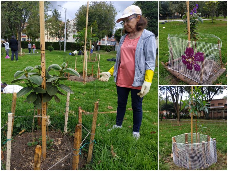 ¡La comunidad protege los nuevos árboles del bosque urbano Santa Helena!