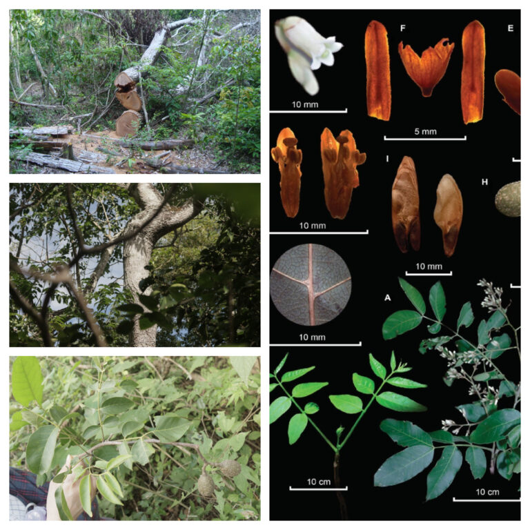 Investigadores del Jardín Botánico de Bogotá descubren primera especie de cedro endémica de Colombia