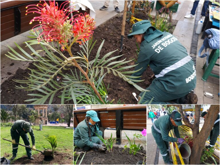 ¡El centro histórico fortalece su verde!