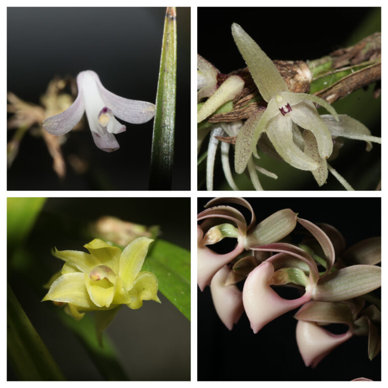 evelan nuevos hallazgos sobre el origen geográfico y especiación de las orquídeas