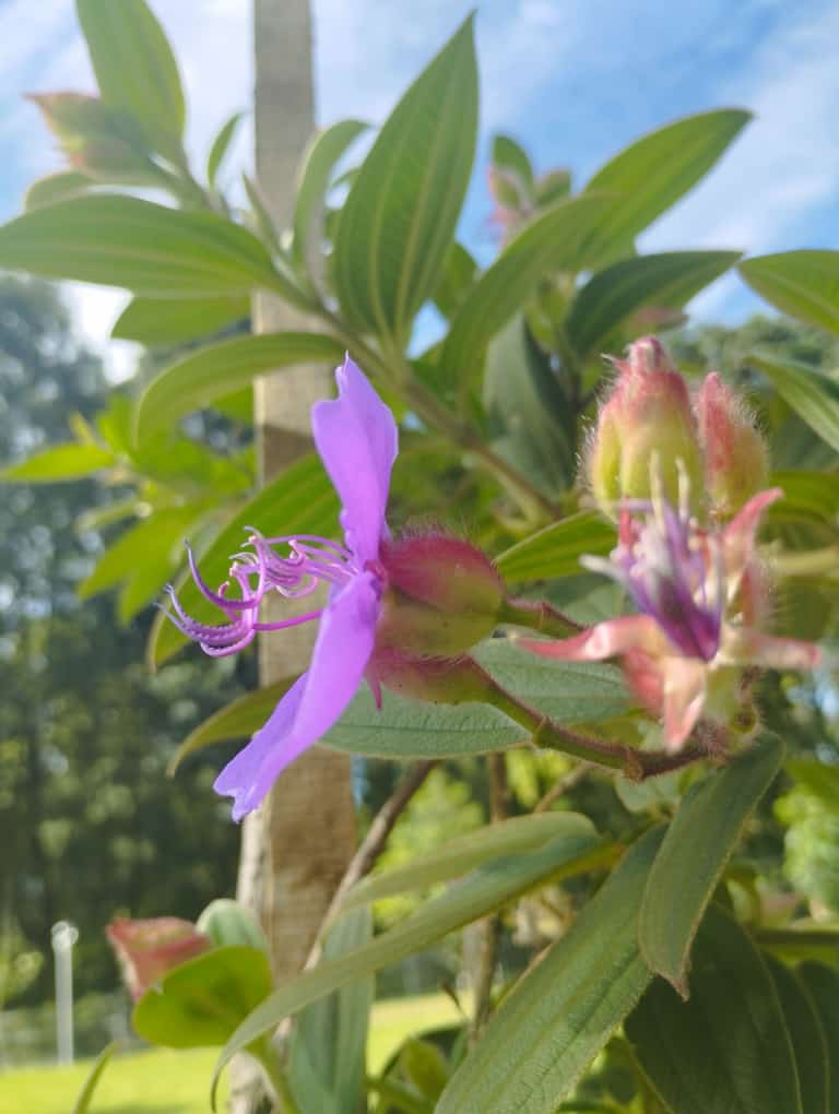¡Maratón de riegos para proteger las coberturas vegetales!
