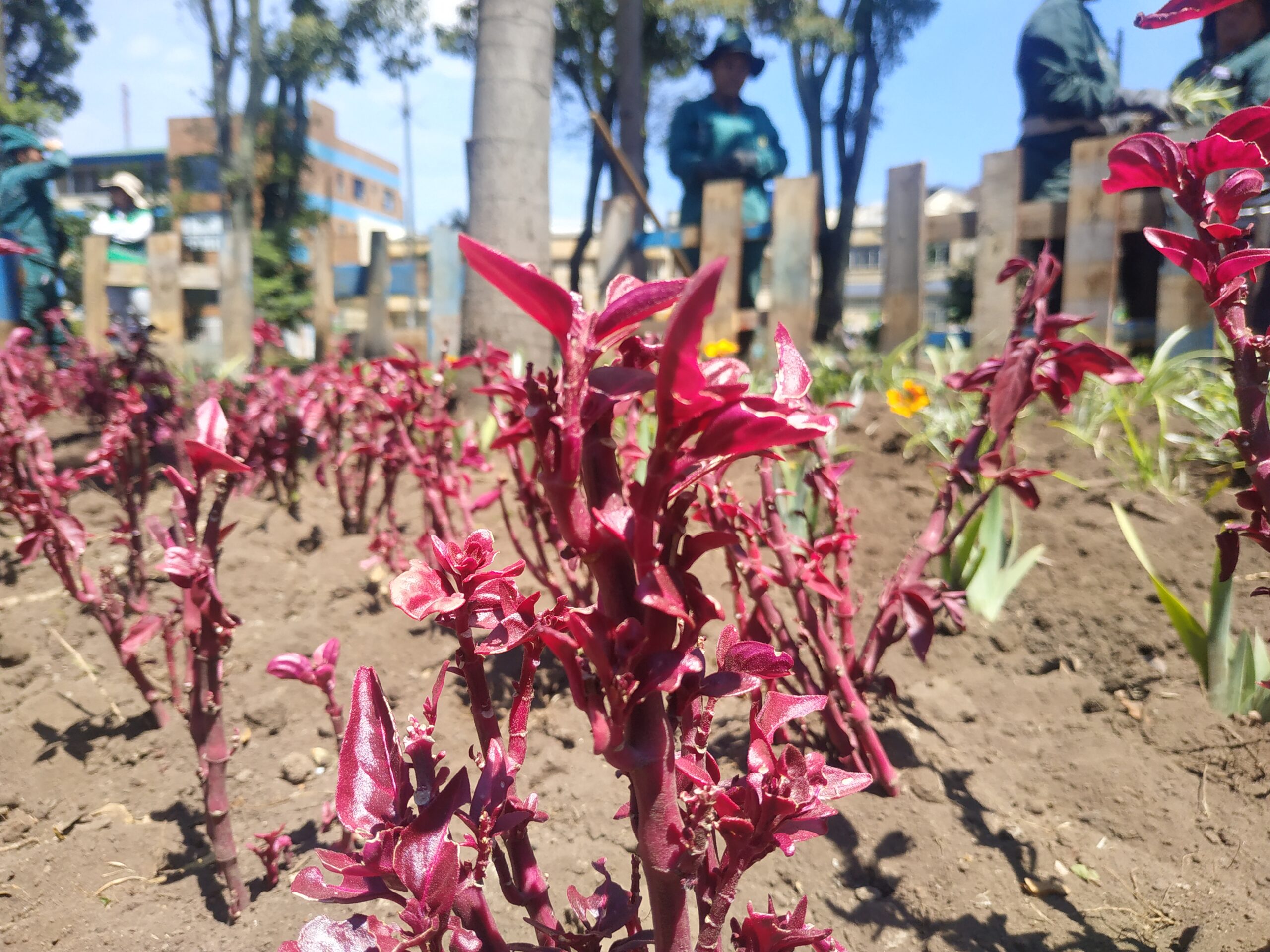 La jardinera del Park Way que volvió a la vida con ayuda de la comunidad