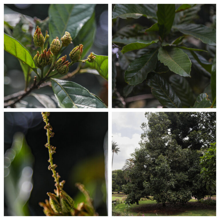 Floreció y dio frutos especie en vía de extinción y podrá ser visitada en el Jardín Botánico de Bogotá