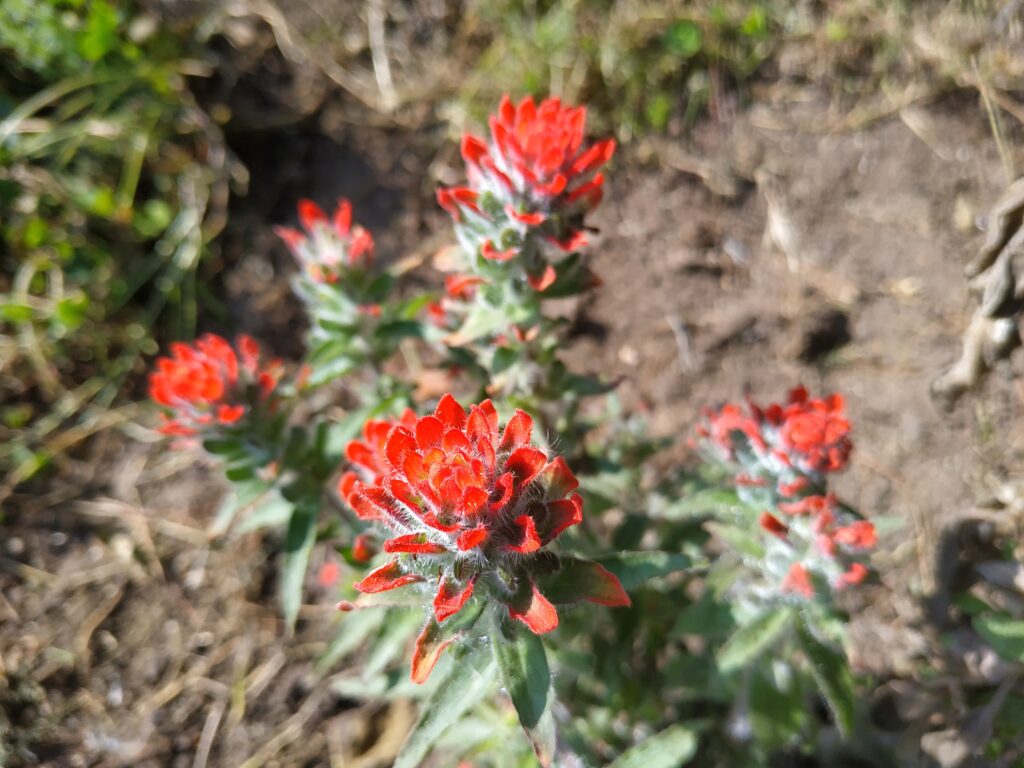 zonas rurales de Usme con especies nativas