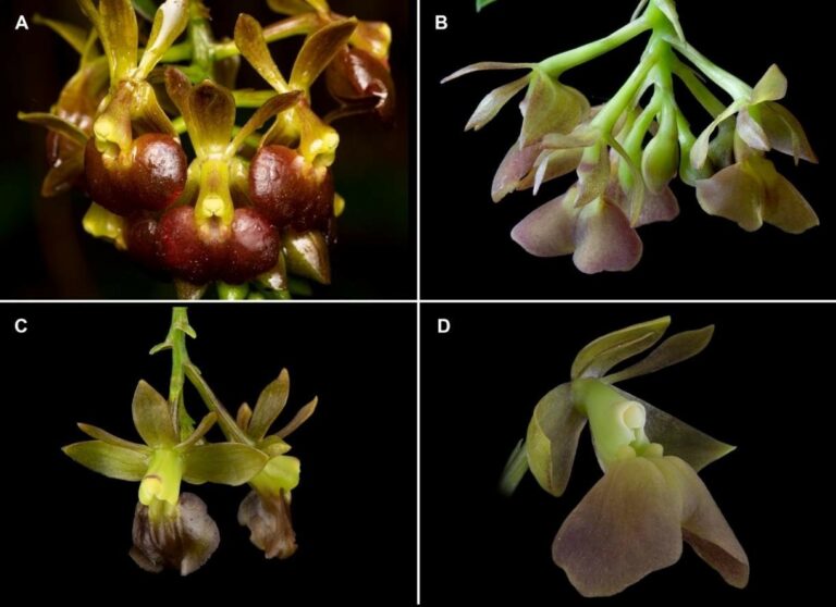 Descubren en Colombia una nueva especie de orquídea