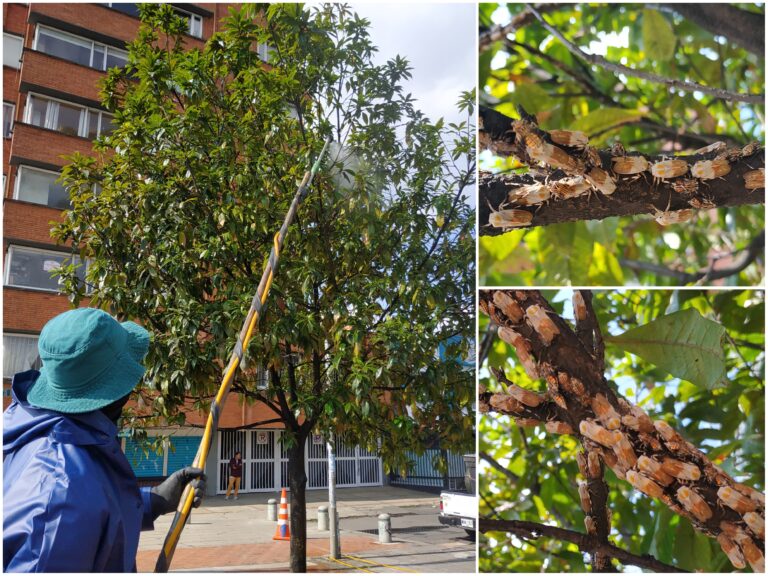 El rescate de un roble afectado por miles de cigarritas