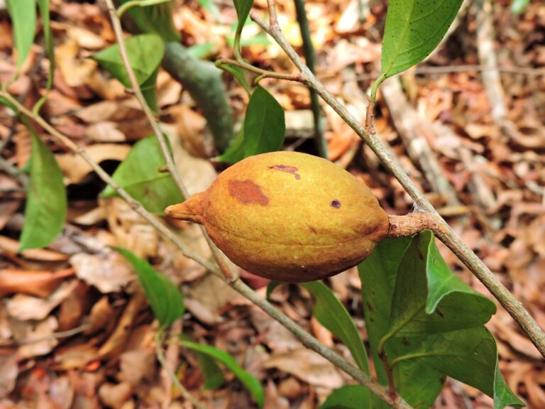 ¡Descubren una nueva especie de árbol en Colombia!