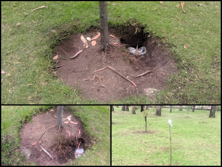 SOS por los nuevos árboles del bosque urbano de San Carlos