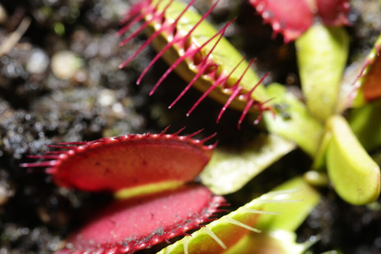 carnivoras