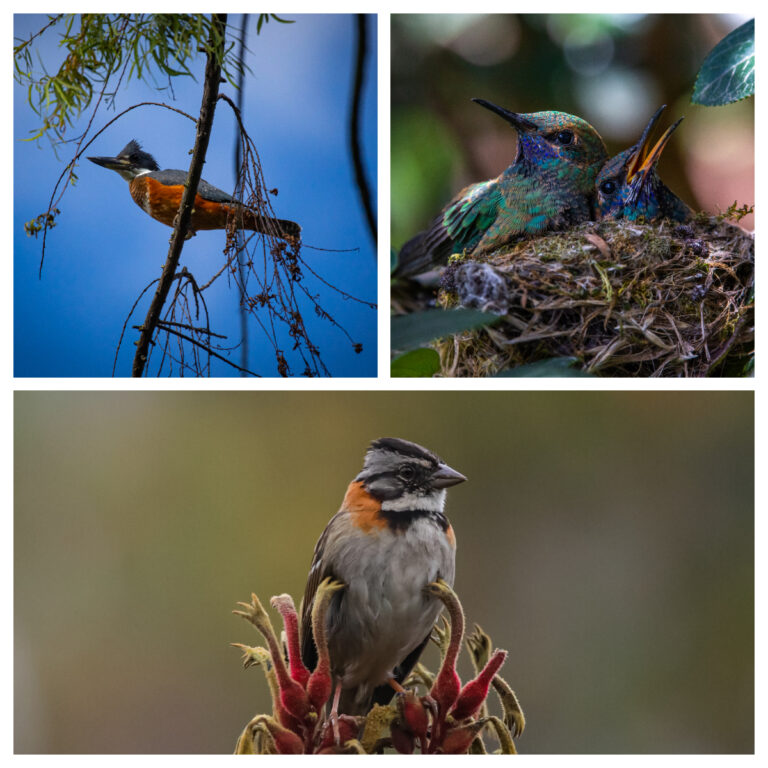 Jardín Botánico de Bogotá, un referente para celebrar el Día Mundial de las Aves Migratorias